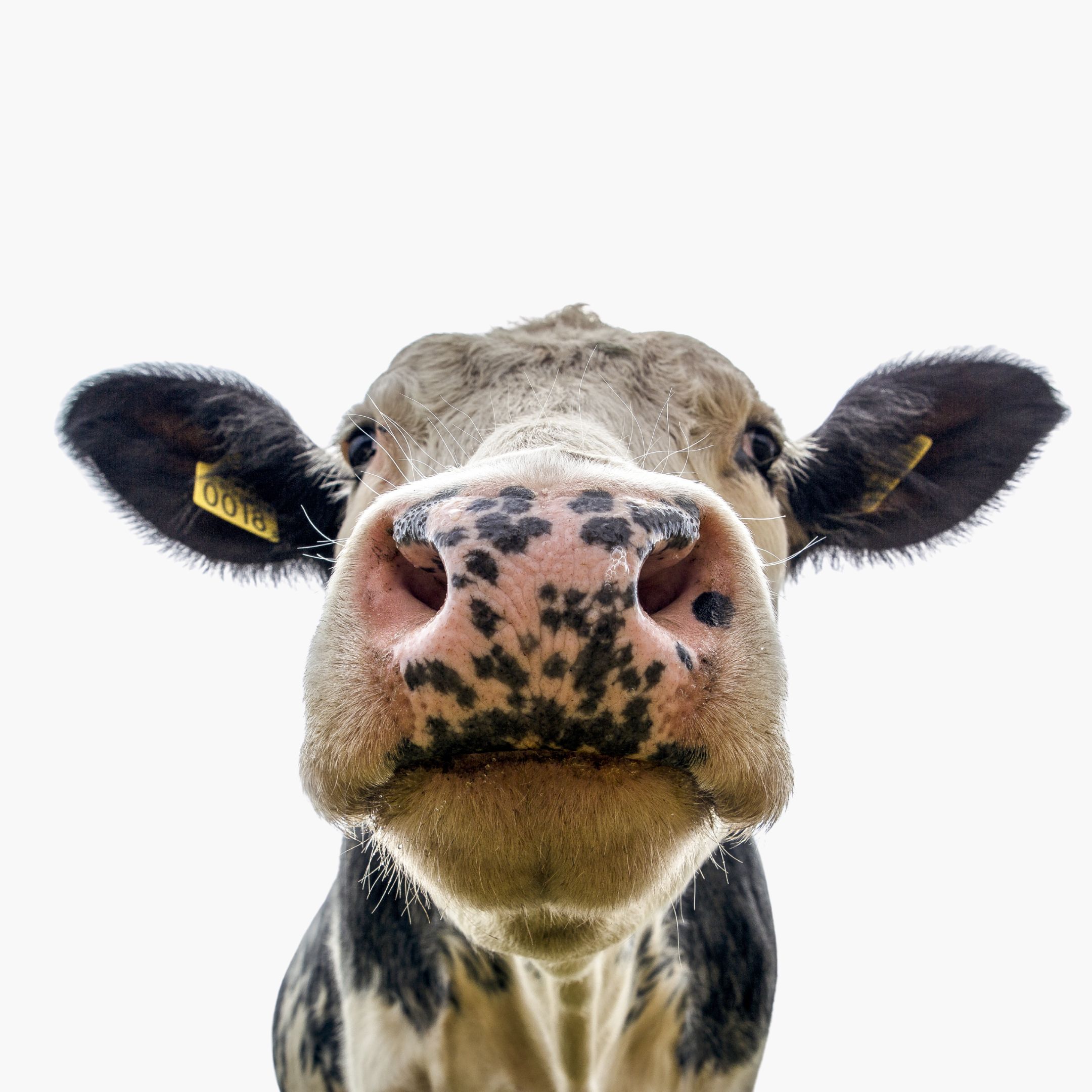 cow